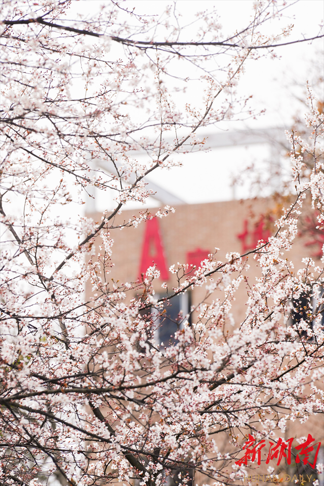 beat365英国官网网站紫叶李花开惹人醉